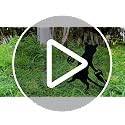 Black Metal Cat Garden Stakes Halloween Yard Decor, Set of 2
