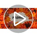 Fall Maple Leaf Garland - 350 Fake Autumn Leaves for Decor & Crafts