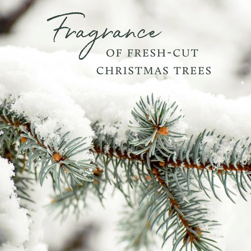 Thymes Laundry Detergent - Frasier Fir Scent - 32 Fl Oz | Eco-Friendly Cleaning Power