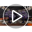 Halloween Indoor Tree with Purple Lights and Spiders - Creepy Decor