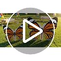 Giant Monarch Butterfly Cardboard Cutout Standee - Life Size Photo Prop for Parties & Decor - 47 Inch Variation
