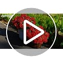 Artificial Fall Flowers for Outdoors - 6PCS Silk Geraniums - Dark Red - Seasonal Autumn Decor