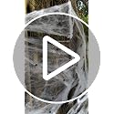 2000 sqft Spider Web Decoration Halloween with 50 Black & Green Spiders - Variation of THIS listing