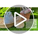 Realistic Furry Easter Bunny Decorations Set of 2 - Lifelike Home & Party Decor