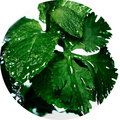 Davidoff Cool Water Men's Deodorant Stick - Refreshing Coriander, Mint, Lavender & Amber - 2.5 fl oz