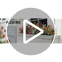 Artificial Eucalyptus Flowers Outdoor UV Resistant - Black, 12 Pcs