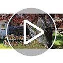 Halloween Spider Web Decorations with 30 Fake Spiders - 1000 sqft Indoor & Outdoor