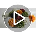 Artificial Mums 12-Inch Silk Flowers with Bendable Wire Stems - Orange, 12 Pack