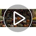 Halloween Garland 2 Pack - Purple Orange Roses with Gold Berries & Black Vines