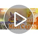 Mini Acrylic Corn Fall Harvest Table Scatter - 320+ Piece Party Decor