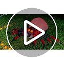 6 FT Inflatable Spider Halloween Decoration with Animated LED Lights
