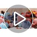 Purple Velvet Pumpkins Set of 16 Fall Halloween Thanksgiving Decor