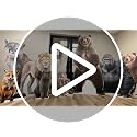 Life Size Wolf Cardboard Cutout Standee - Feline & Animal Support Decor
