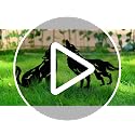 Wolf Metal Garden Stake - Outdoor Lawn Decor for Yard Patio & Garden - Black Wolf Silhouette Statue - Variation: Wolf