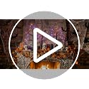 Halloween Black Tree with Lights 24 Inch Spooky Style Indoor Decoration Set