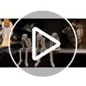 Newman House Studio No Evil Skeleton Halloween Decorations Indoor - 3 Pack